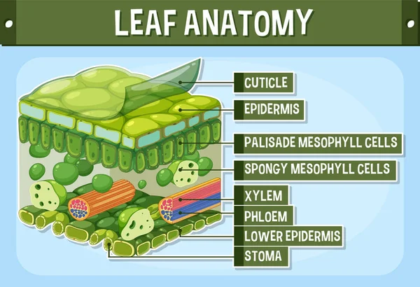Internal Structure Leaf Diagram Illustration — Vettoriale Stock