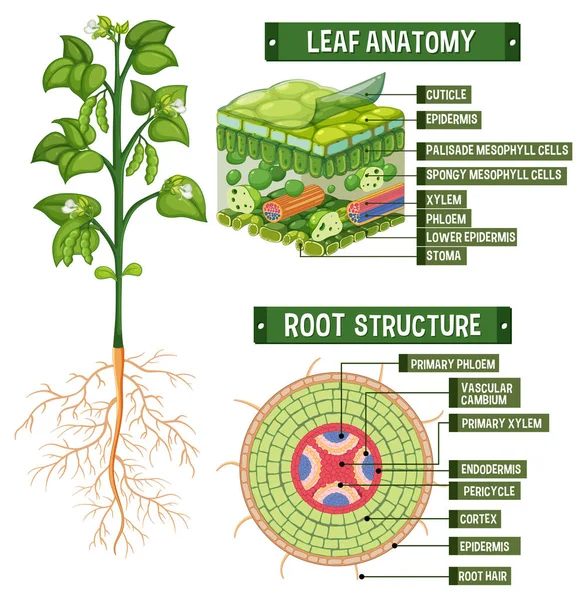 植物図の内部構造図 — ストックベクタ