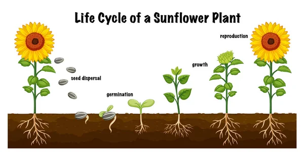 Ciclo Vida Diagrama Planta Girassol Para Ilustração Educação Científica — Vetor de Stock