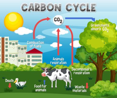 Bilim Eğitimi İllüstrasyonu için Karbon Döngü Diyagramı
