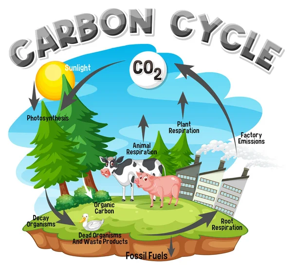 Diagrama Del Ciclo Del Carbono Para Ilustración Educación Científica — Vector de stock