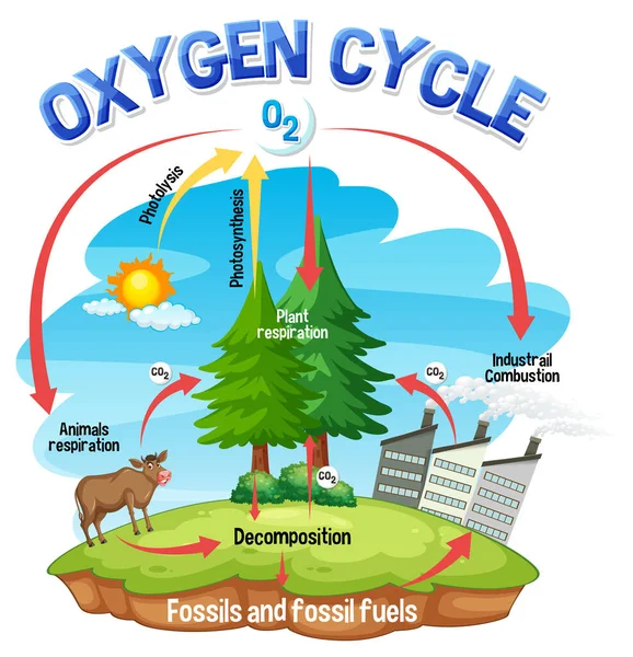 Schéma Cycle Oxygène Pour Enseignement Des Sciences Illustration — Image vectorielle