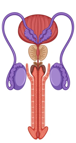 Male Reproductive System Illustration — 图库矢量图片