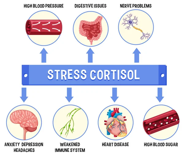 Stress Cortisol System Scheme Illustration — Stock Vector
