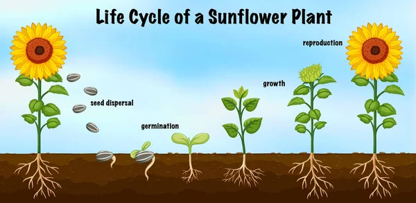Levenscyclus Van Een Zonnebloem Plant Diagram Voor Wetenschap Onderwijs Illustratie — Stockvector