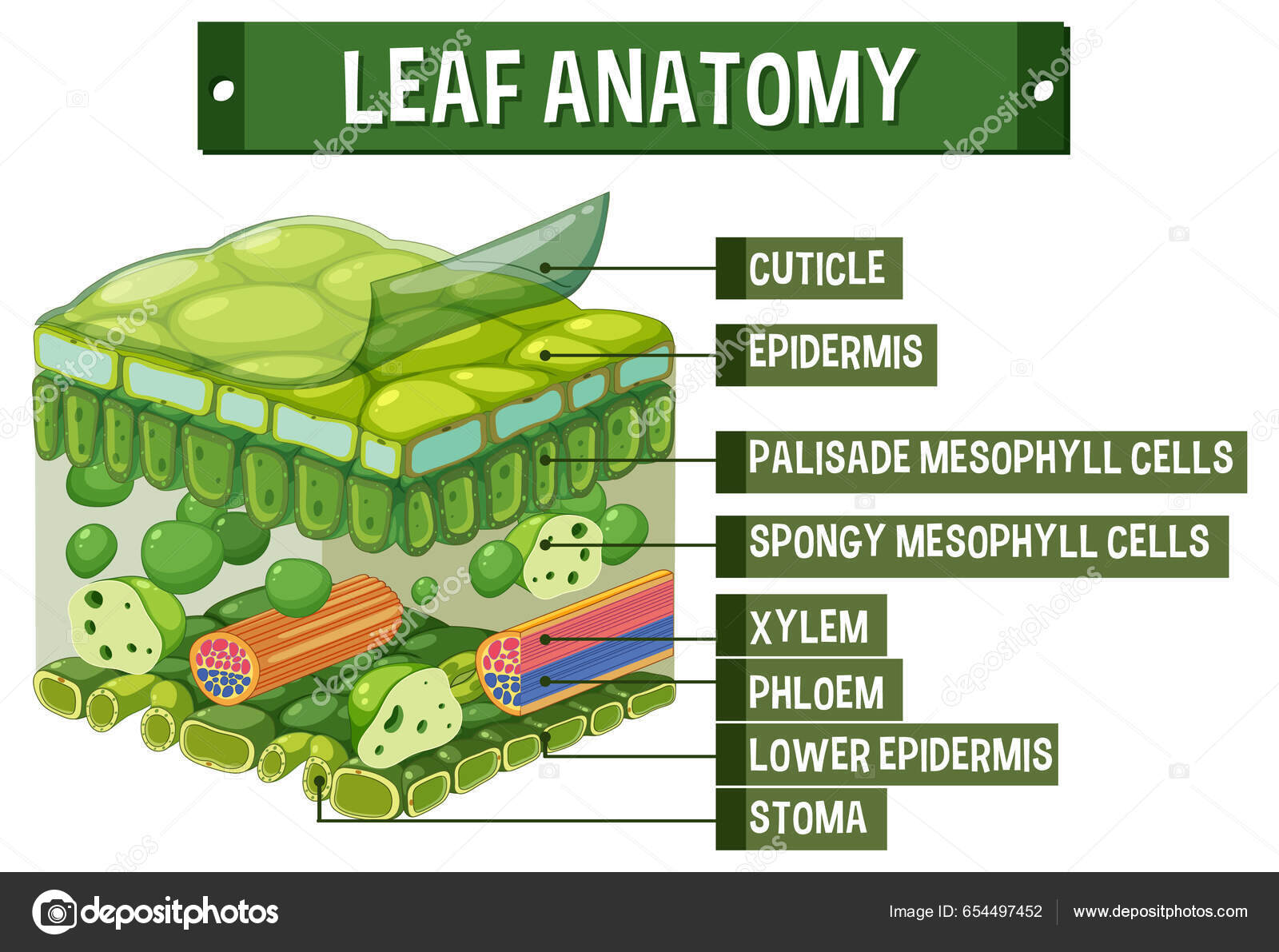 cuticle plant diagram