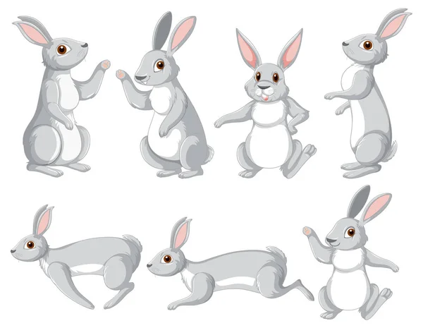 Conejos Blancos Diferentes Poses Set Illustration — Archivo Imágenes Vectoriales