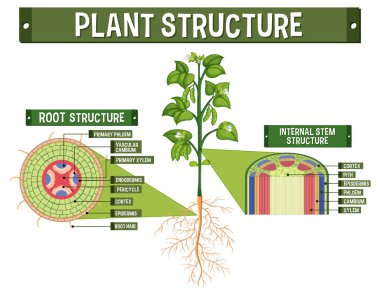 Bitki diyagramının iç yapısı