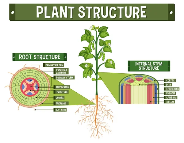 植物図の内部構造図 — ストックベクタ