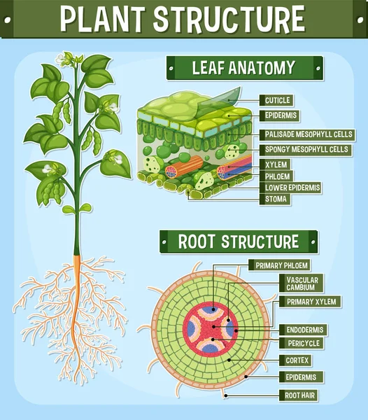 Internal Structure Plant Diagram Illustration — 스톡 벡터