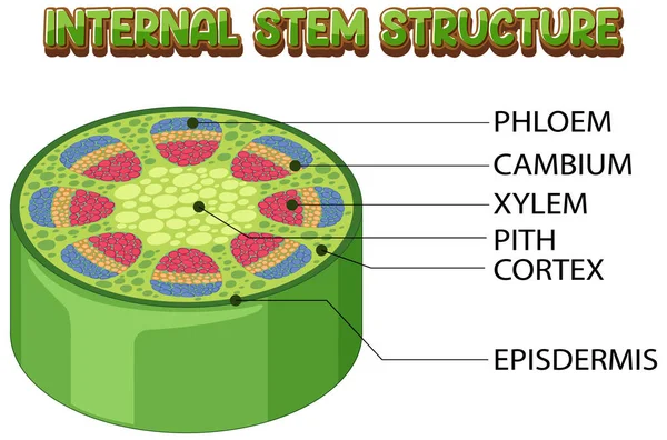 Internal Structure Stem Diagram Illustration - Stok Vektor
