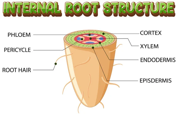 Internal Structure Root Diagram Illustration — Stockvektor