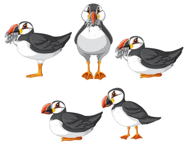 Set Puffin Bird Cartoon Character Different Poses Illustration — Vetor de Stock