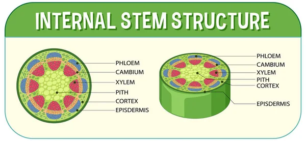 Internal Structure Stem Diagram Illustration —  Vetores de Stock