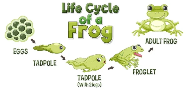 Illustration Des Frosch Lebenszyklusdiagramms — Stockvektor