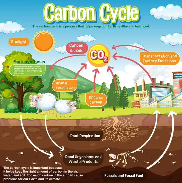 Schéma Cycle Carbone Pour Enseignement Des Sciences Illustration — Image vectorielle