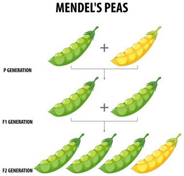 Gregor Mendel 'in bezelye bitkileriyle çapraz tozlaşma deneyini gösteren bir vektör karikatürü çizimi