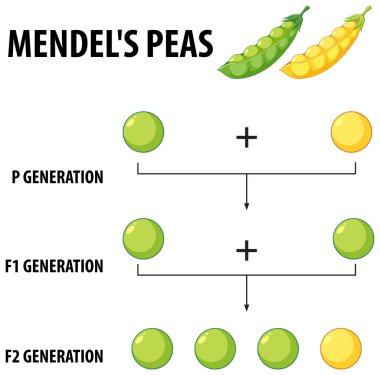 Gregor Mendel 'in bezelye bitkileriyle çapraz tozlaşma deneyini gösteren bir vektör karikatürü çizimi