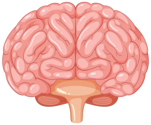 人間の脳の解剖学を描いたカラフルなベクター漫画 — ストックベクタ