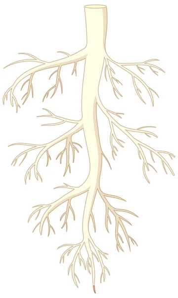 Векторная Карикатура Изолированный Корень Растения — стоковый вектор