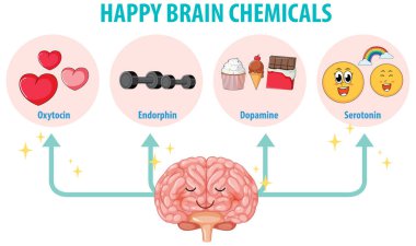 İnsan anatomisinde mutlu beyin kimyasalları tasviri