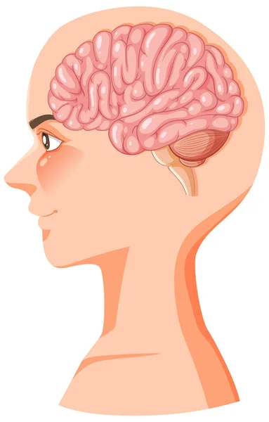 Colorful Cartoon Illustration Depicting Anatomy Human Brain — Stock Vector