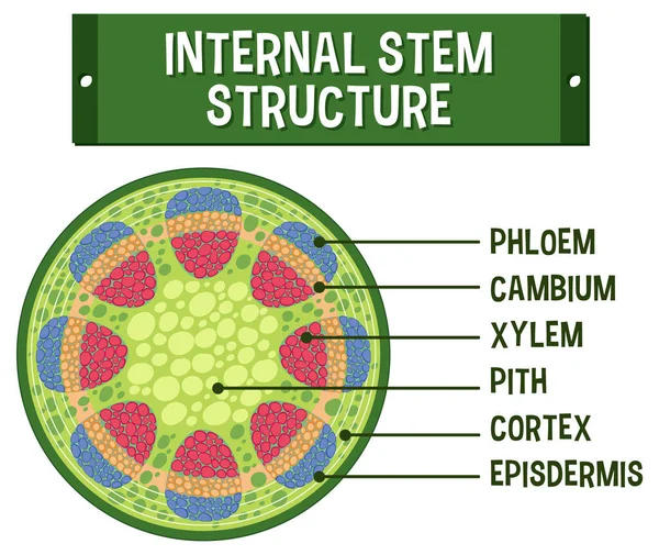 Structura Internă Diagramei Stem Ilustrare — Vector de stoc