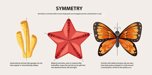 Vector Cartoon Illustration Showcasing Geometric Symmetrical Animal Designs — Stock Vector