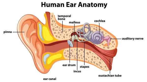 描述人类耳朵解剖学的详细图表 — 图库矢量图片
