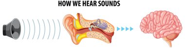 Anatomy and education of human hearing system in a vector cartoon illustration clipart