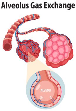 Bilim eğitiminde insan solunum sistemi anatomisi ve gaz değişimi