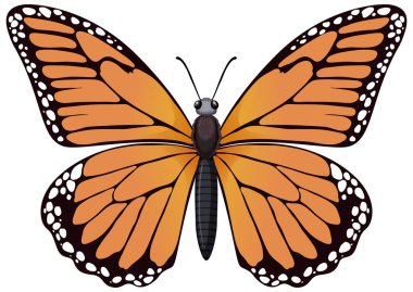 Bir kral kelebeğinin renkli çizimi