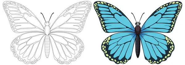 蝴蝶的矢量图解 黑白相间 — 图库矢量图片