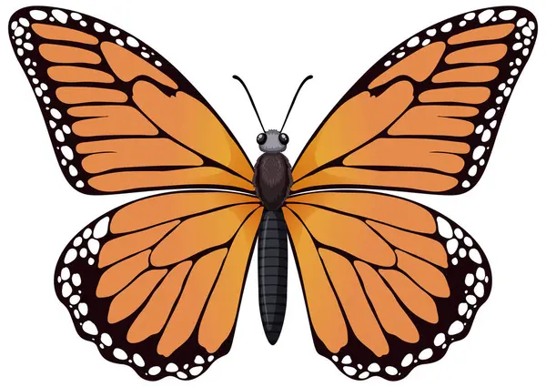Bir kral kelebeğinin renkli çizimi