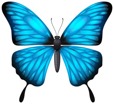 Açık kanatlı mavi bir kelebeğin ayrıntılı bir vektörü.