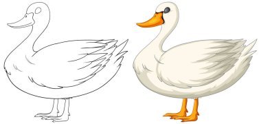 Boyamadan önce ve sonra bir ördeğin vektör çizimi