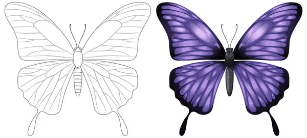Illustration Butterfly Outline Full Color — Stock Vector