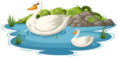 İki kuğu zarif bir şekilde sularda yüzüyor..