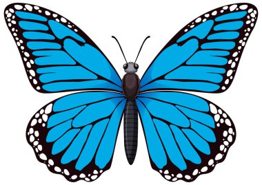 Mavi bir kelebeğin detaylı bir çizelgesi