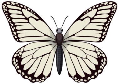 Detaylı bir kral kelebeğinin vektör grafiği