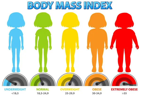 身体质量指数类别和范围的说明 免版税图库插图