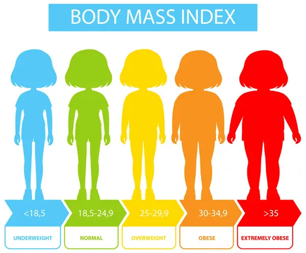 身体质量指数类别和范围的说明 图库矢量图片