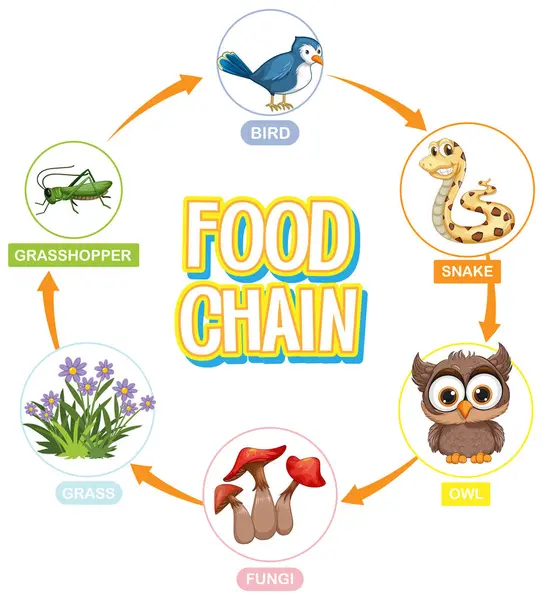 Geeft Een Eenvoudige Voedselketencyclus Weer Stockillustratie
