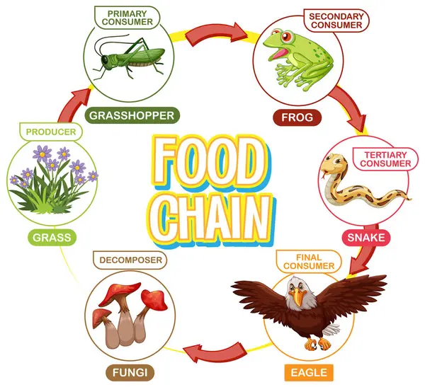 Illustration Food Chain Cycle Gráficos De Vetores