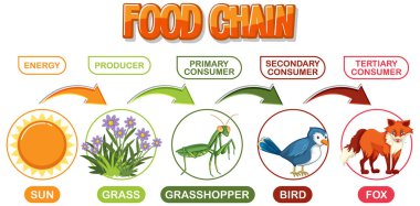 Depicts energy flow through a food chain clipart