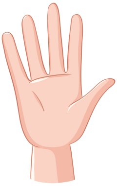 Açık elin ayrıntılı bir vektörü