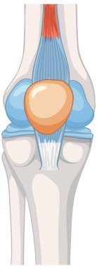 Diz eklemi anatomisinin vektör illüstrasyonu