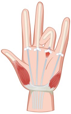 Detailed illustration of hand muscles and tendons clipart