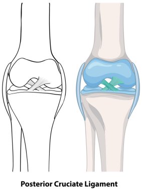 Detailed illustration of knee ligament structure clipart