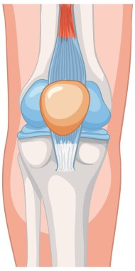 Diz eklem yapısının anatomik vektörü